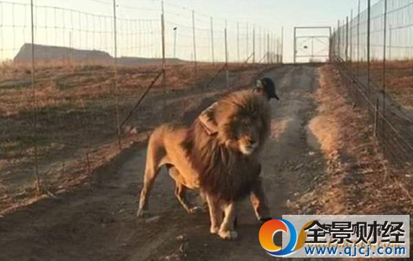 雄狮堵路不抱不走 只有经理亲自拥抱它才愿意前行挪动位置