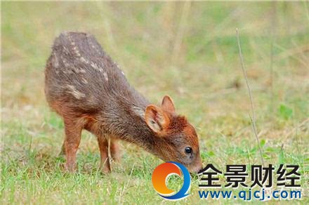 ��СƷ��¹����