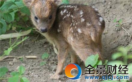 ��СƷ��¹����