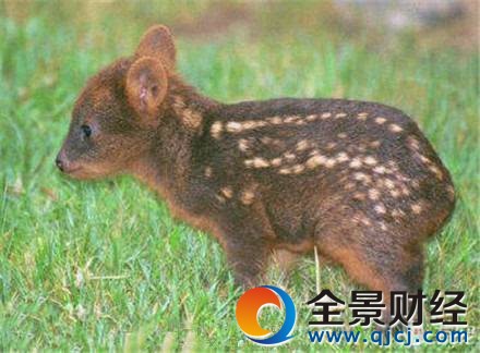 ��СƷ��¹����