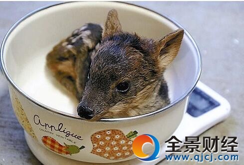 ������СƷ��¹���� ��С���˻���Ϊ�ǿ��ȱ�װ��