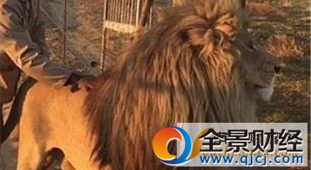 雄狮堵路不抱不走 只有经理亲自拥抱它才愿意前行挪动位置