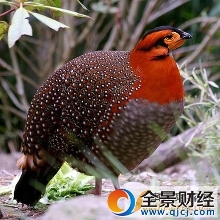 灰腹角雉现云南