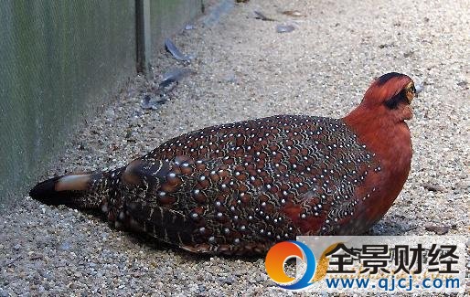 灰腹角雉现云南