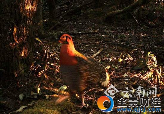 中国境内自然环境中首次拍摄到的灰腹角雉