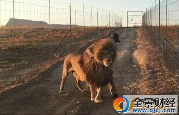 据英国《每日邮报》2月22日报道,在南非的一个保护公园即将开放通道供汽车行驶时,一头固执的狮子仍旧站在路中间拒绝“让道”,直到与它最要好的公园看守上前拥抱它之后才满意地走开。有意思的是,这并不是某一天发生的偶然事件,而是这里约定俗成的一个“仪式”。