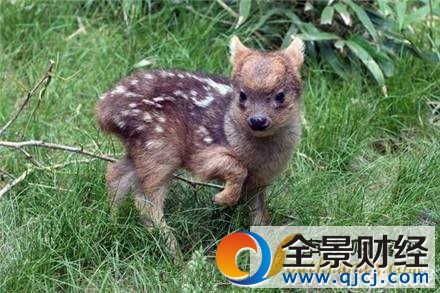 最小品种鹿诞生
