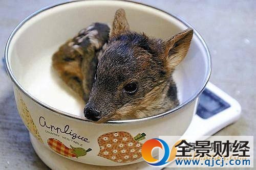 最小品种鹿诞生