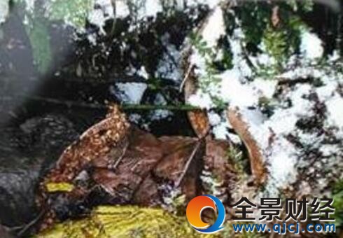 熊猫觅食啃食山羊 不要以为爱吃竹子的大熊猫不爱吃肉