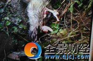 熊猫觅食啃食山羊 原来熊猫也吃荤 啃食山羊