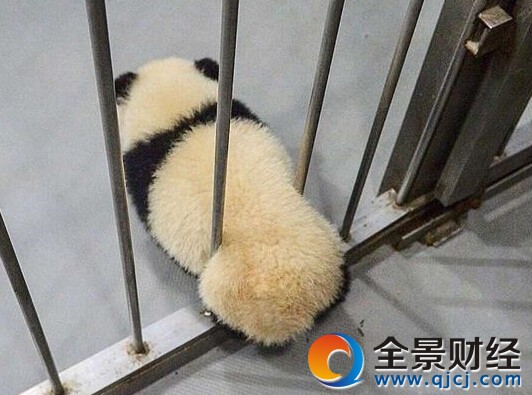 揭秘熊猫保姆工作辛苦并快乐着:熊猫宝宝经常撒娇卖萌