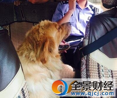 金毛走丢报警求助