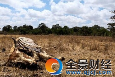 肯尼亚大旱加剧粮食危机 影响数百万民众的生产生活