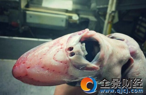渔民捕怪异深海鱼形似向日葵 深海中“怪物”多得是