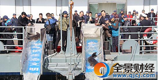 武汉投放中华鲟 首次投放为保护长江生态资源