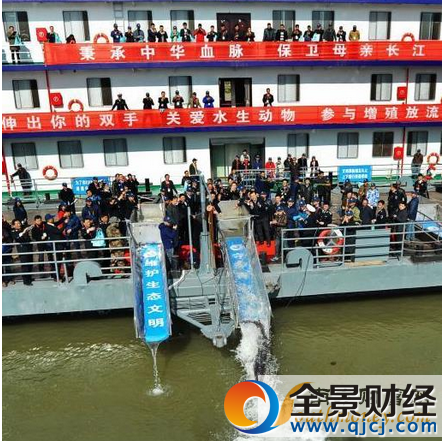 武汉投放中华鲟 首次投放为保护长江生态资源