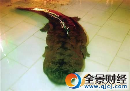 现巨型野生娃娃鱼