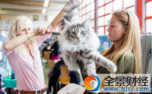 瑞士举行国际猫展 世界十大最名贵猫排行榜