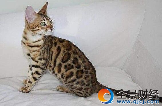 瑞士举行国际猫展 世界上最名贵的猫：名字土掉渣！