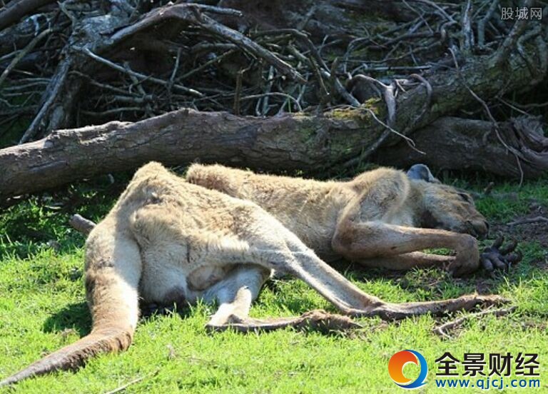 动物园养死500只动物