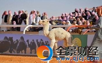 沙特最美骆驼大赛 具有原汁原味的自然之美的国王骆驼原来长这样
