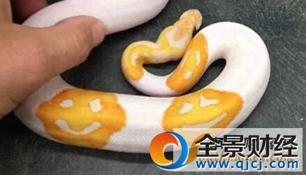 蟒蛇花纹酷似微笑 网友:堪称行走中的表情包