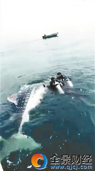 网友微信群晒捕捉鲸鲨视频 还询问“鱼翅”价格