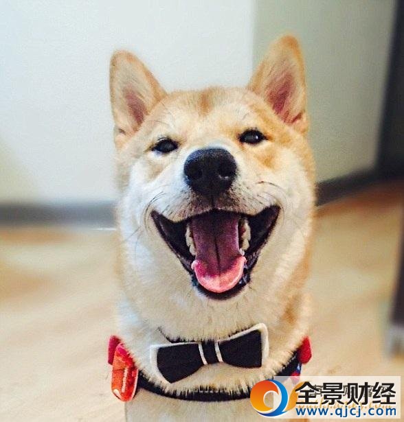 柴犬爱看电视走红 被称为最像人类的狗狗(图)