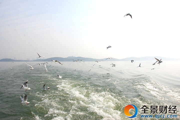 鼋头渚太湖鼋头渚观鸟节