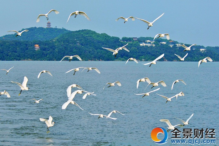 鼋头渚太湖鼋头渚观鸟节