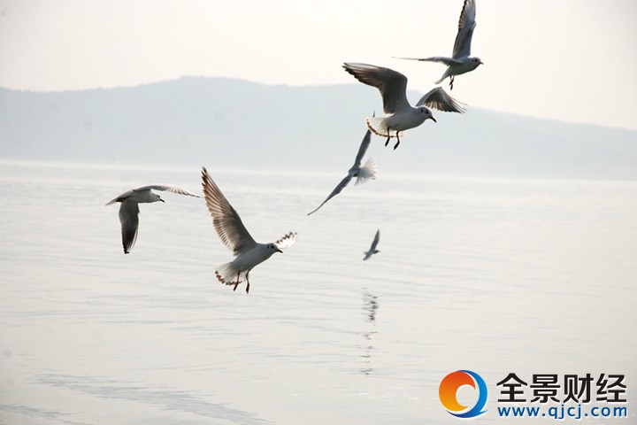 鼋头渚太湖鼋头渚观鸟节