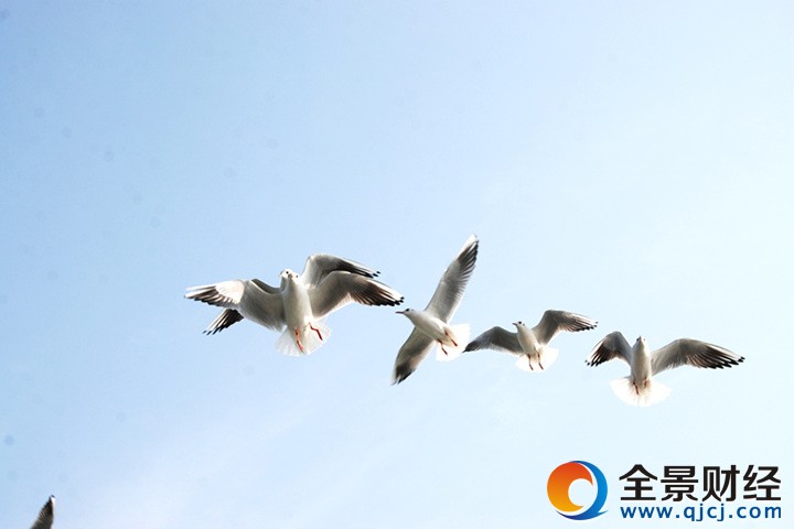 鼋头渚太湖鼋头渚观鸟节