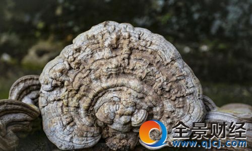 村民采特大灵芝像人脸 野深山灵芝大如伞盖(图)