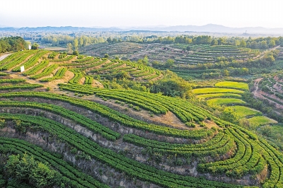 油茶金山：数十万亩荒地助千户农民脱贫致富