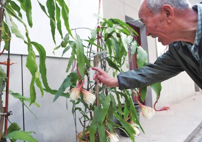 曇花白日現(xiàn) 專家：或是氣溫下降原因