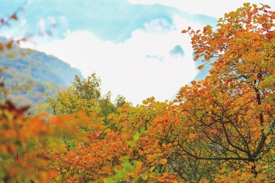 秋游季節(jié)，智能賞景——智能小程序上線助您觀賞濃艷紅葉