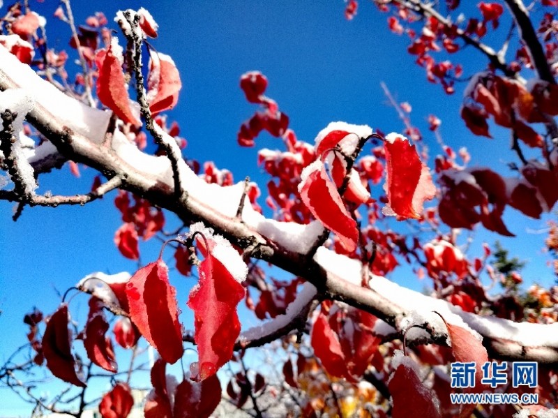 阿拉善降下秋季第一场雪 雪后初晴 煞是好看