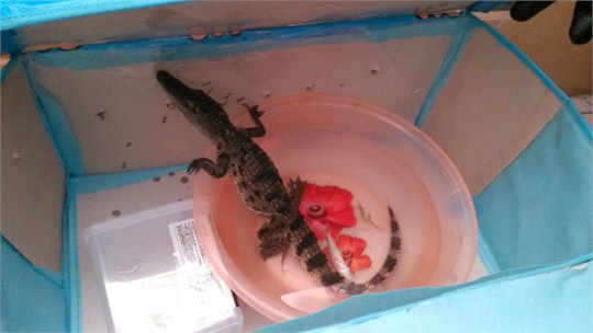学生宿舍养鳄鱼被通报 