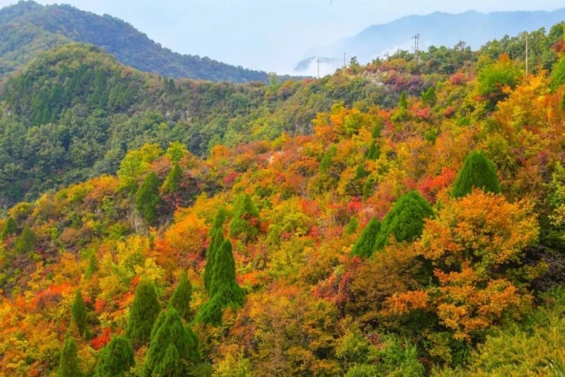 赏红叶，观美景， 趁着深秋快出发！别错过他们的美！