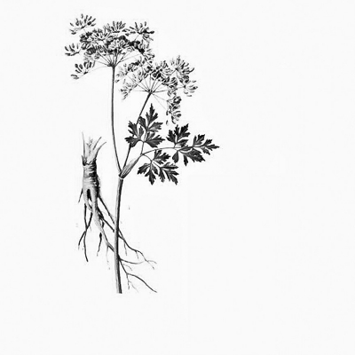 真假美猴王?真假當(dāng)歸應(yīng)該這樣鑒別