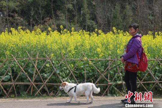 多地出台养犬新政 纵犬、虐犬、遗弃都将面临重罚