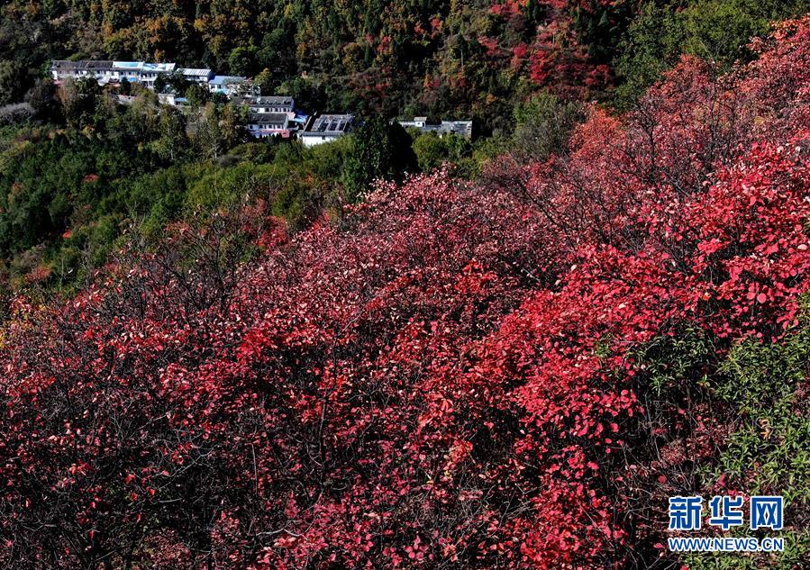 河南洛宁县：红叶漫山秋意浓