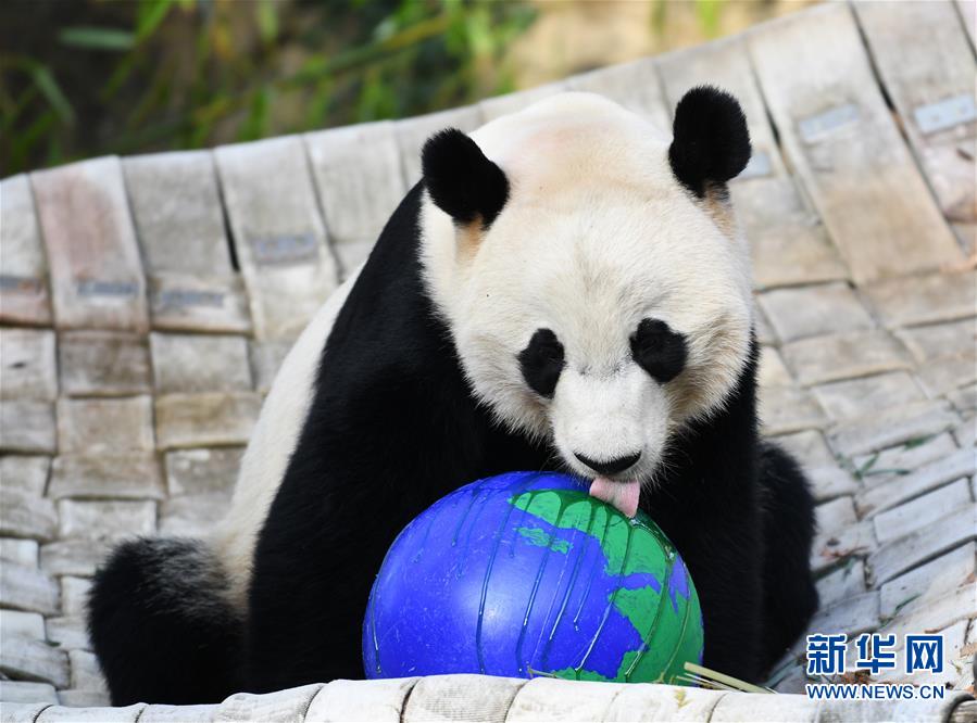 旅美大熊猫“贝贝”回国欢送活动启动 预计有数万人前来道别