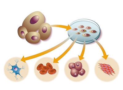 实现类器官“组团”培养 诱导多能干细胞“无所不能”