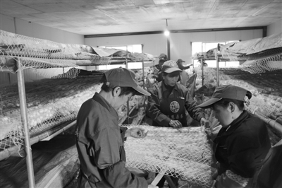 东桑西移 贵州蚕桑产业“破茧重生”