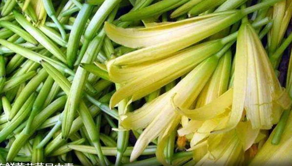 吃鲜黄花菜易中毒 导致恶心、呕吐、腹泻等