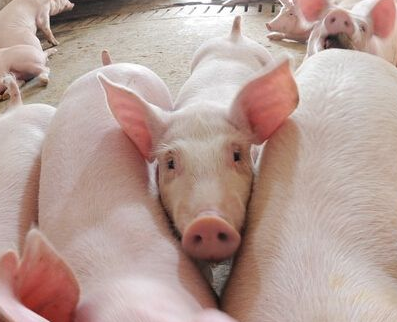 我国生猪生产积极势头明显 市场供应将逐步增加