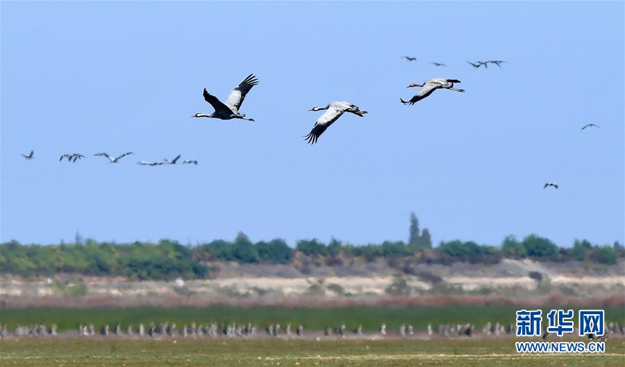 江西鄱阳湖湿地：大批候鸟飞抵此地越冬