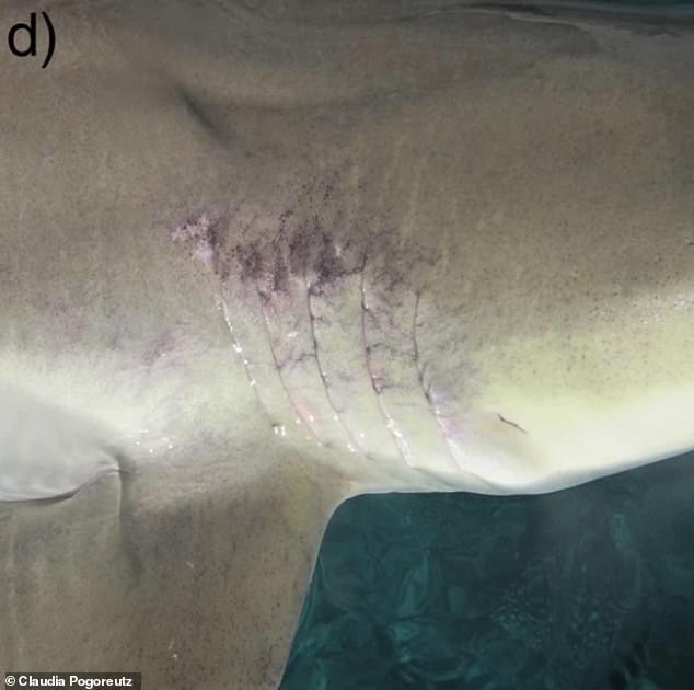 鲨鱼皮肤创伤为何能愈合那么快？神奇细菌在搞怪