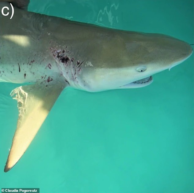 鲨鱼皮肤创伤为何能愈合那么快？神奇细菌在搞怪